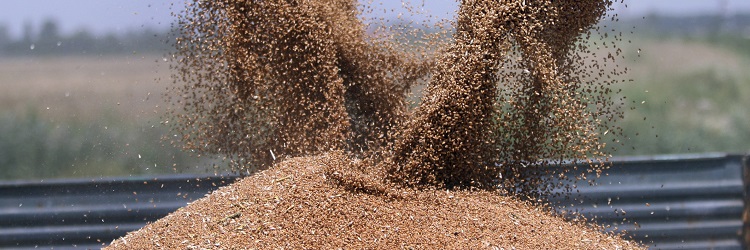 grain harvest