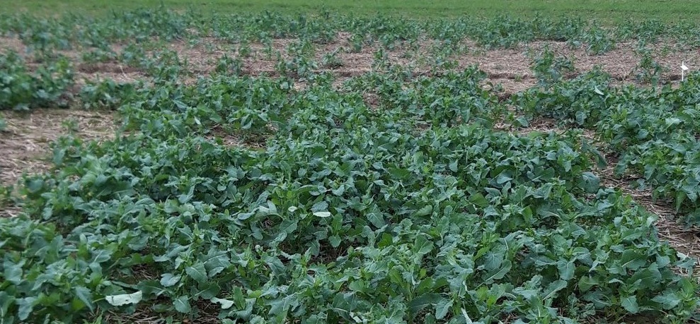 OSR crops