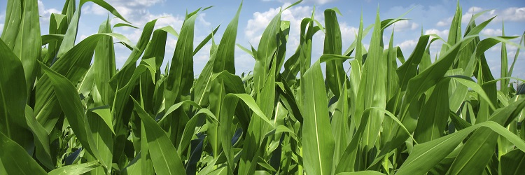 Maize