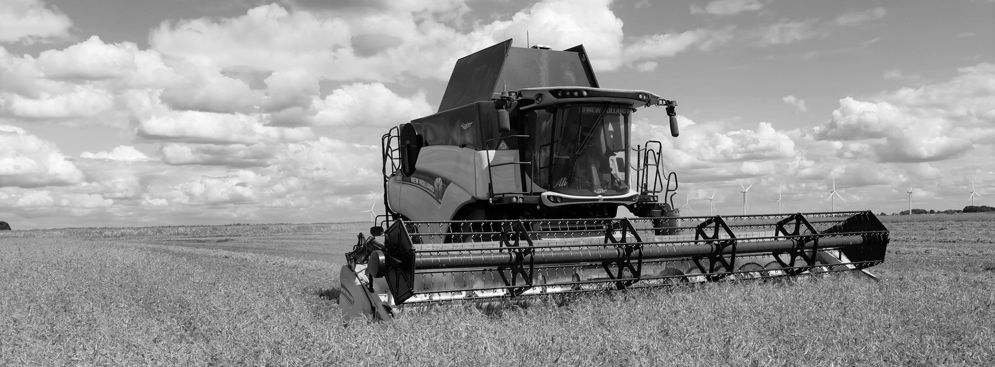 pea harvest