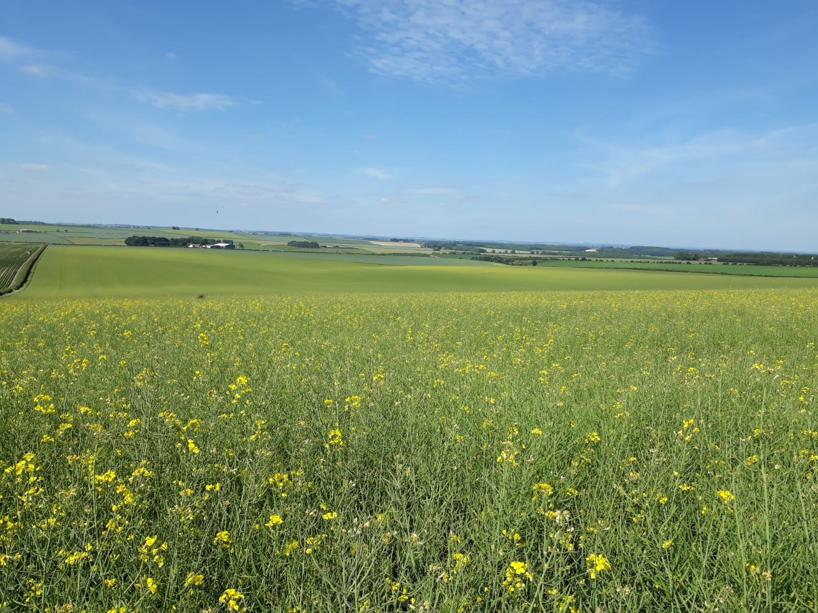 OSR crop June